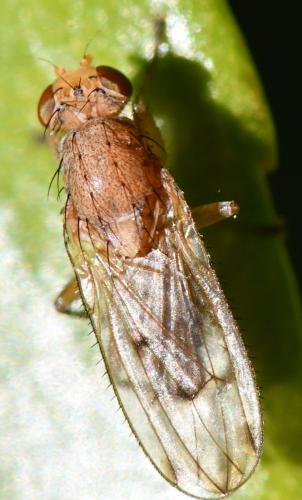 Réf. 297 001 : Suillia sp.